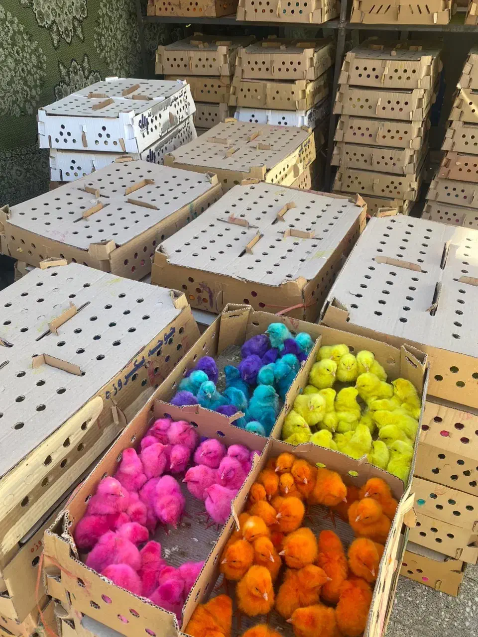 جوجه رنگی ارسال از قم|حیوانات مزرعه|اهواز, کیانپارس |دیوار