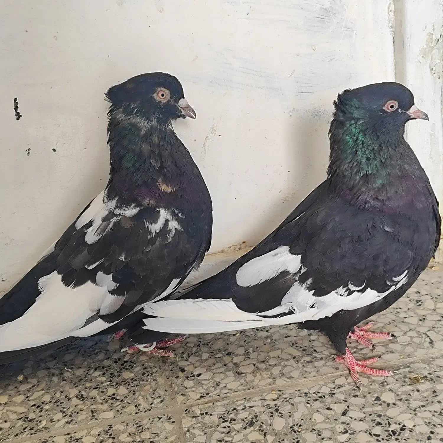 کبوتر سینه|پرنده|شیراز, نصر|دیوار
