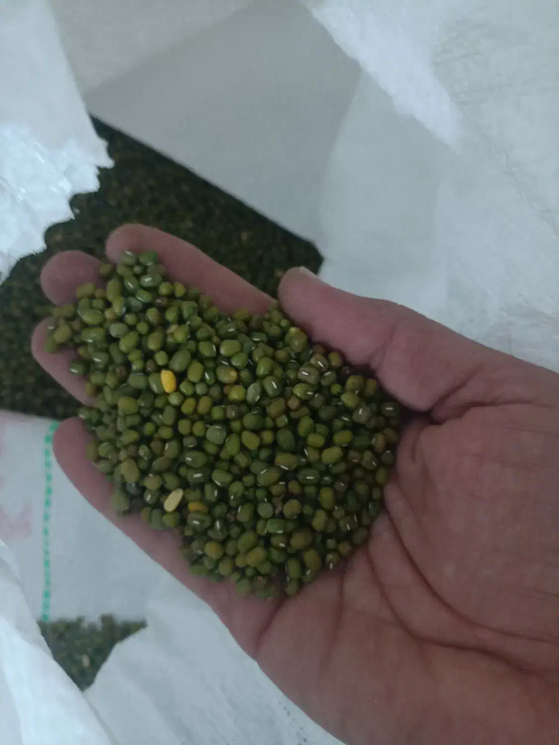 گندم و ماشک تمیر و عالی|خدمات باغبانی و درختکاری|چرام, |دیوار