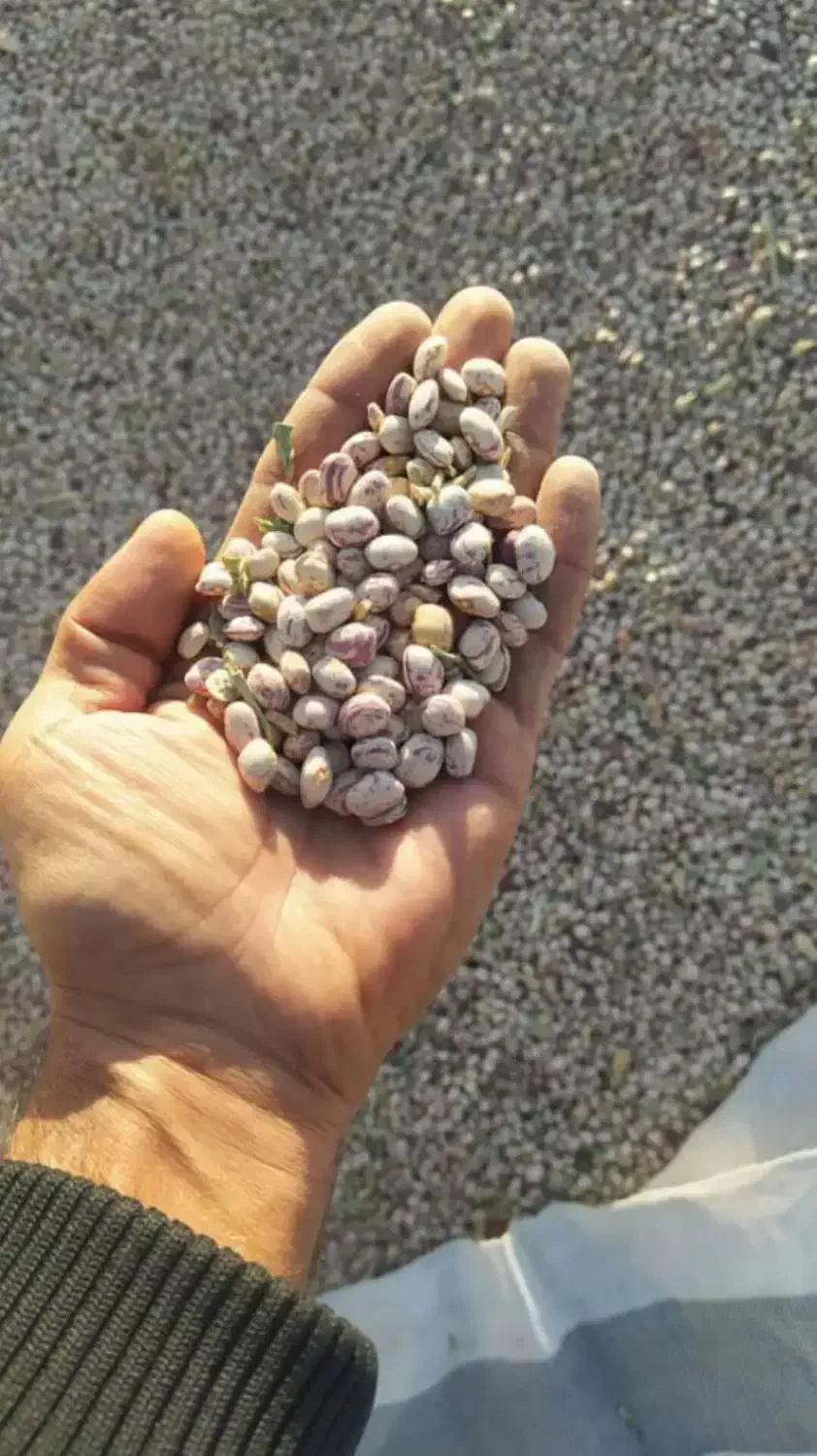 لوبیا چیتی|حراج|تهران, امام زاده حسن|دیوار