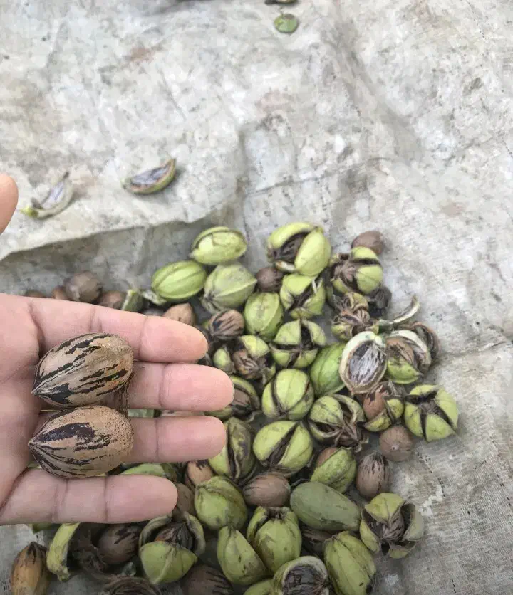 گردو پکان گرمسیری ، نهالستان ، نهال ، درخت در مشهد|گل و گیاه طبیعی|مشهد, خواجه ربیع|دیوار