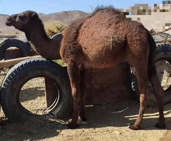 شتر نر|حیوانات مزرعه|جلگه ماژان, |دیوار