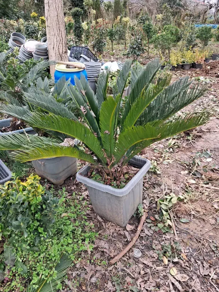 فروش گیاه سیکاس|خدمات باغبانی و درختکاری|اصفهان, بهارستان|دیوار