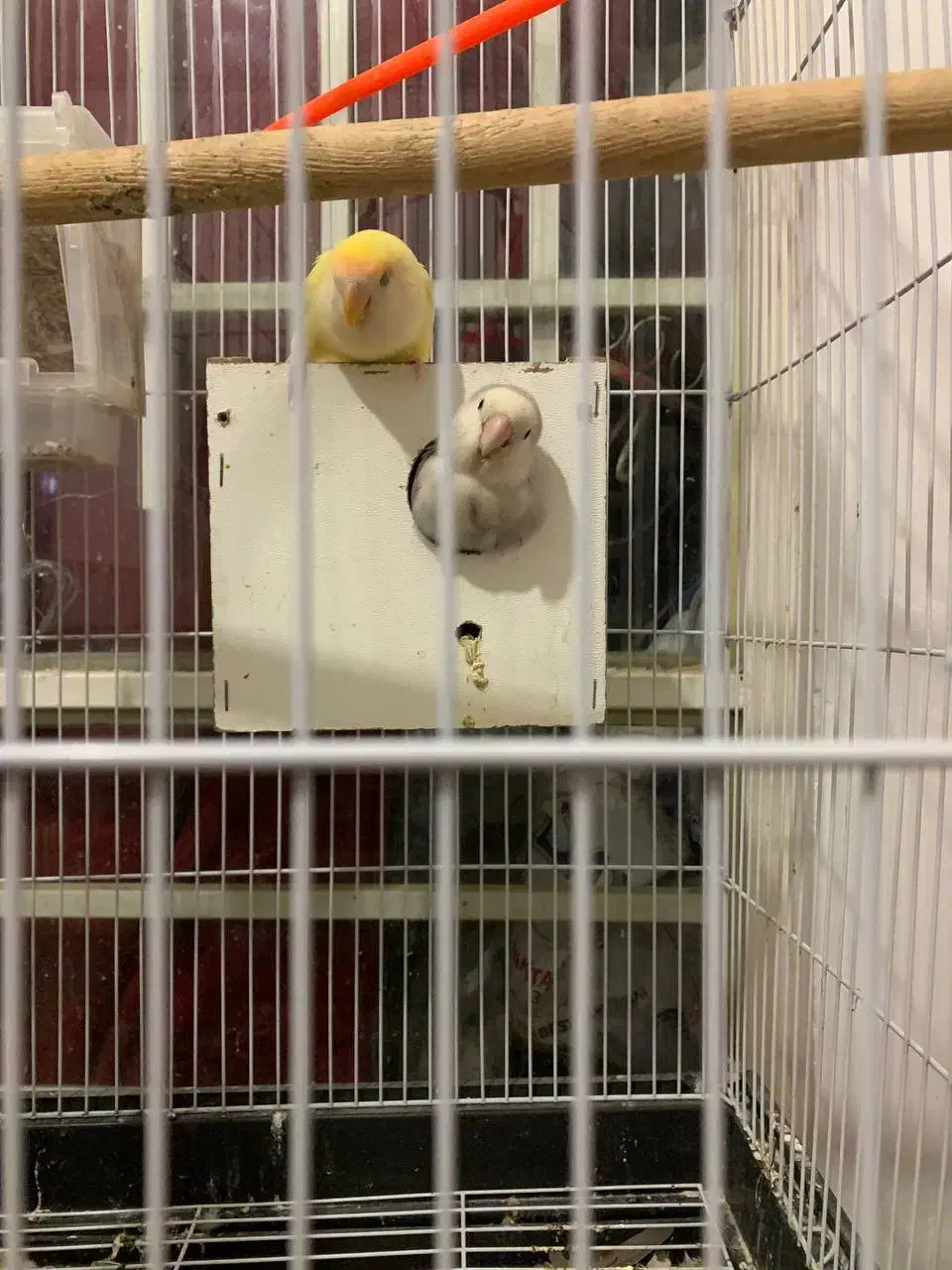 کوتوله سخنگو خوشرنگ جفت وجوجه توضیحو بخون|پرنده|گلبهار, نوبهار|دیوار