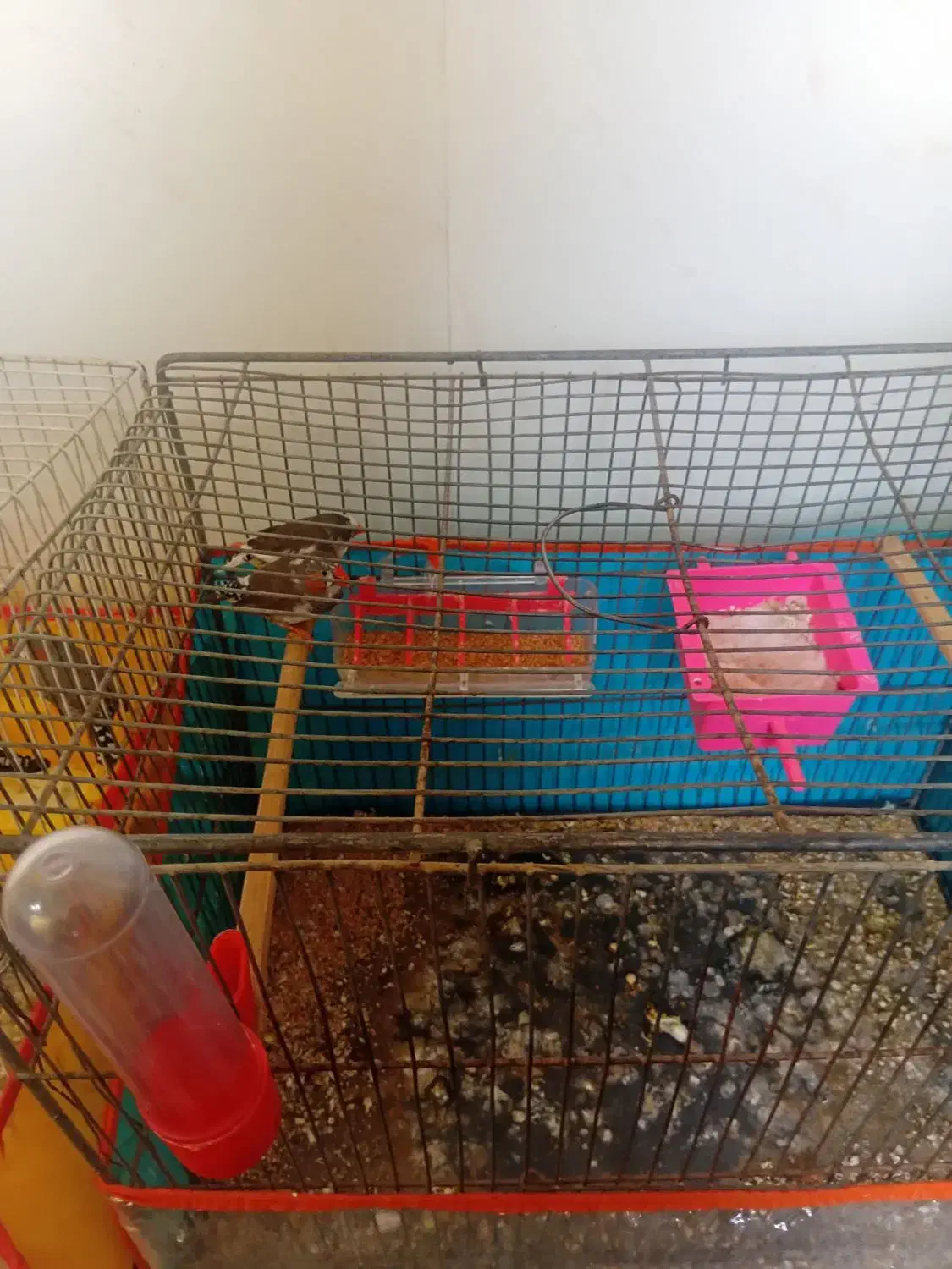 قناری با فنچ|پرنده|سبزوار, کلاته سیفر|دیوار