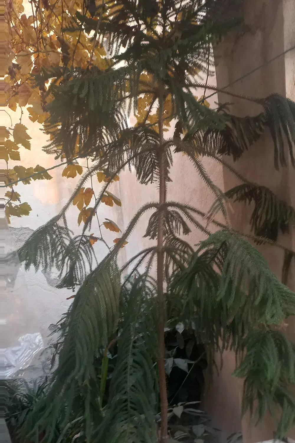 گل و گلدان|گل و گیاه طبیعی|بومهن, |دیوار