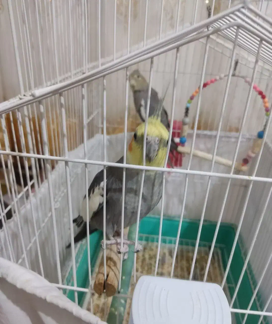 عروسی هلندی سخنگو|پرنده|نیر (اردبیل), |دیوار