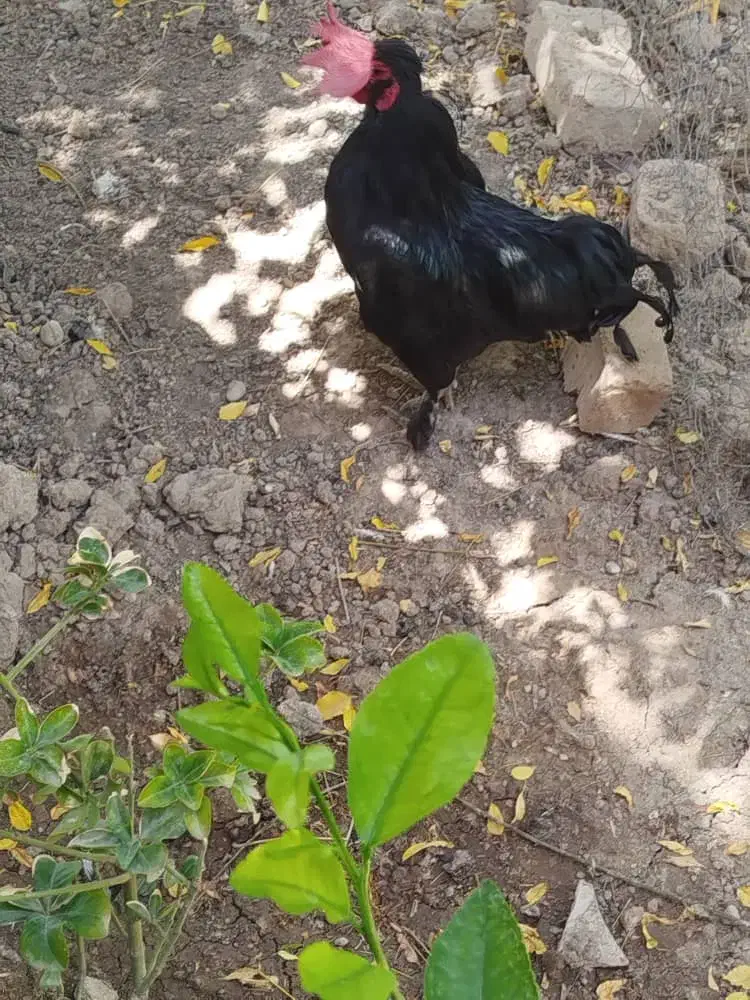 خروس سیاه بهراما پاپره|پرنده|قرچک, قشلاق جیتو|دیوار