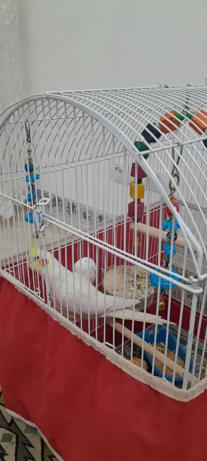 عروس هلندی وطوطی،برزیلی با قغس|پرنده|شهریار, شهرک شاهد|دیوار