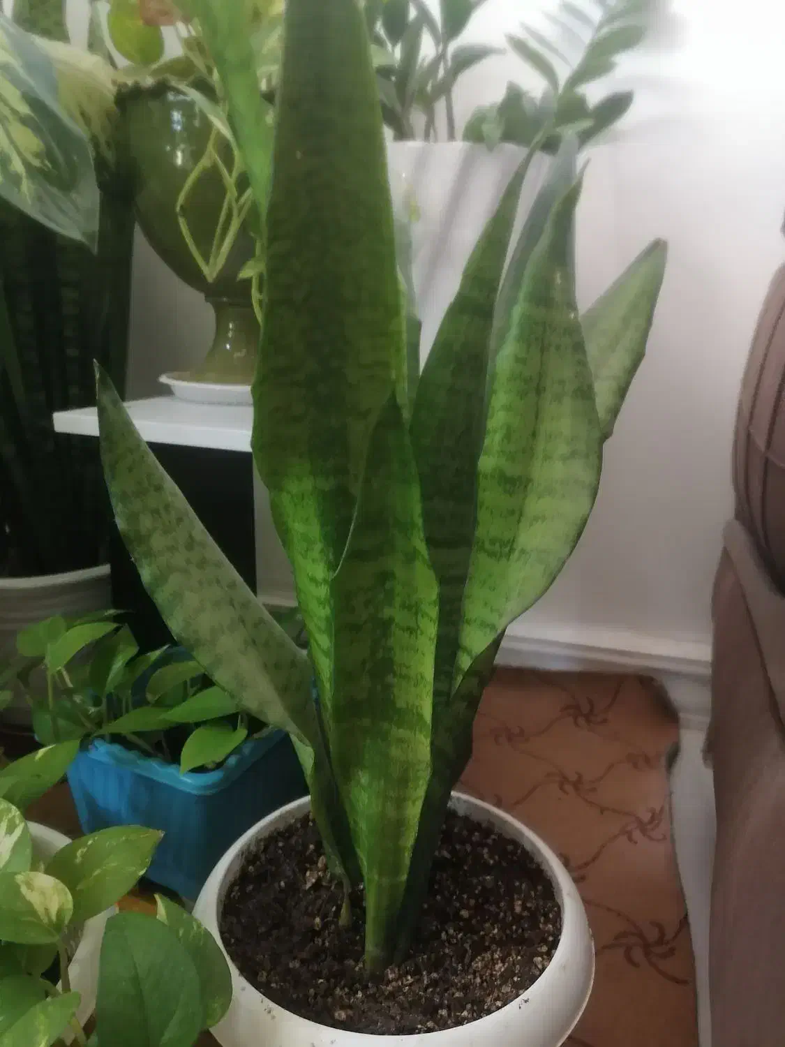 گل های طبیعی|گل و گیاه طبیعی|بندر کنگان, |دیوار