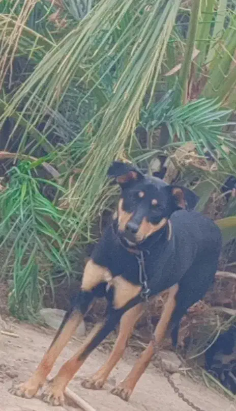 فروشی|سگ|بم, |دیوار