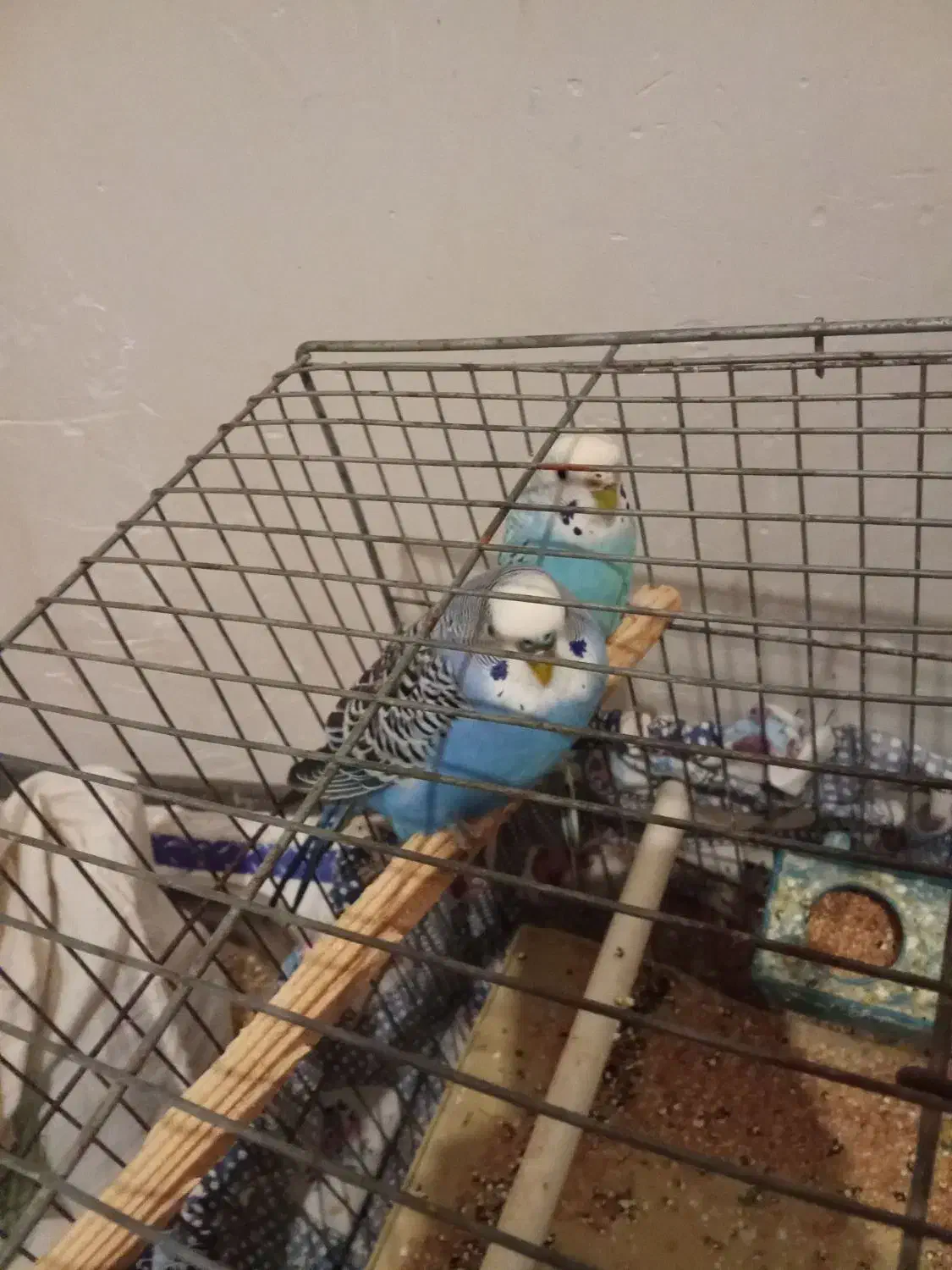 مرغ عشق|پرنده|تاکستان, |دیوار