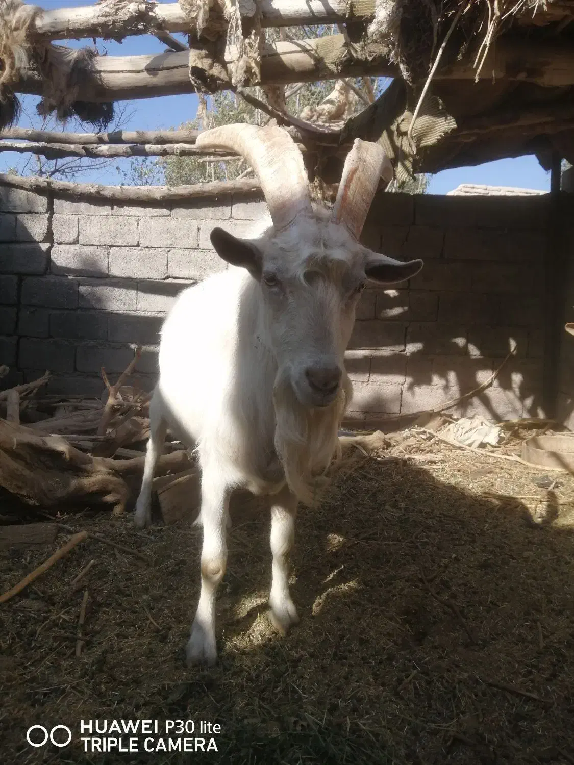 نری سانن|حیوانات مزرعه|گلباف, |دیوار