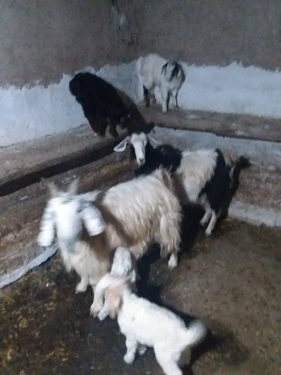 بز جوان و بزغاله|حیوانات مزرعه|گرمی, |دیوار