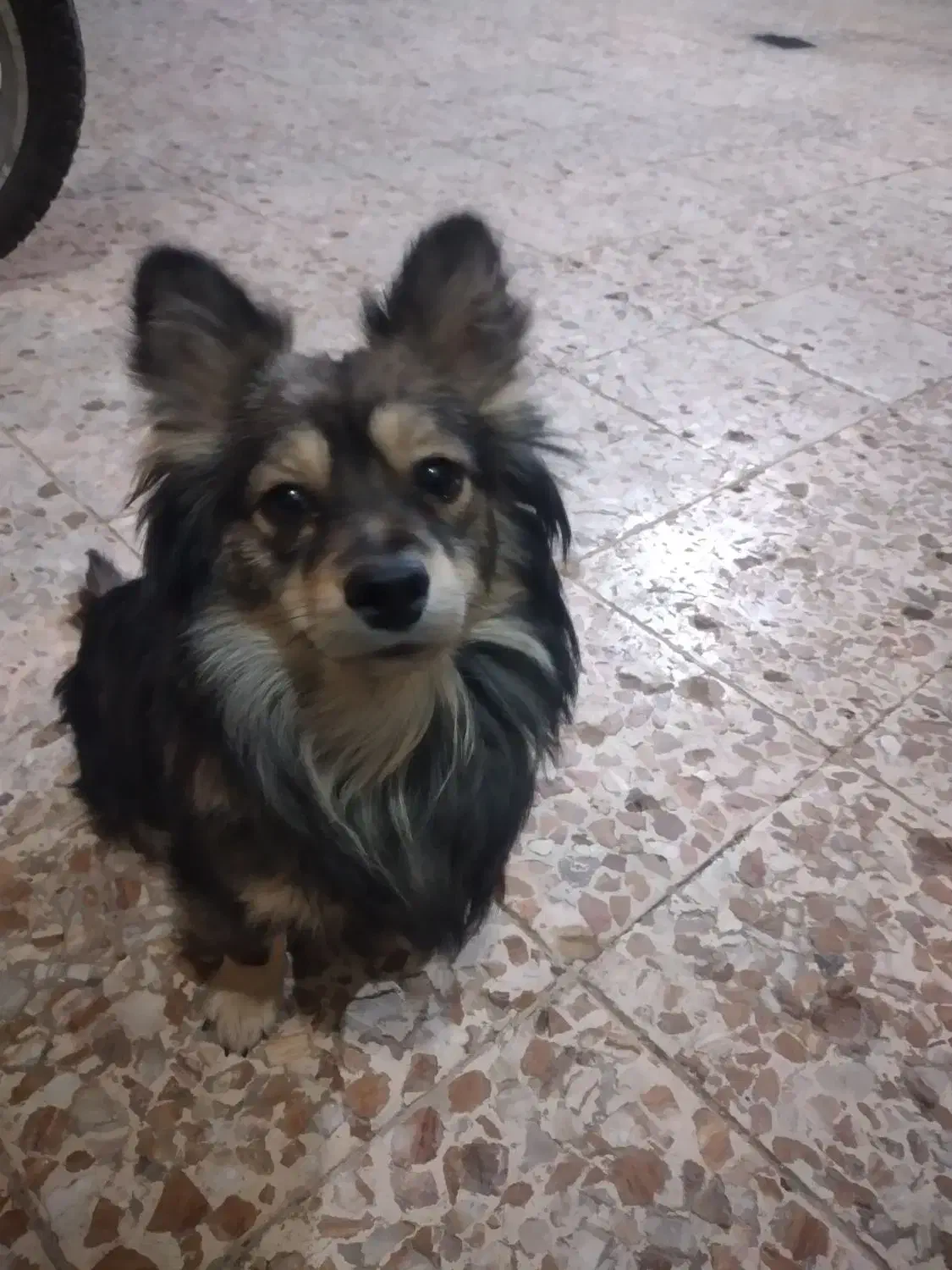 سگ گمشده|سگ|شوشتر, |دیوار