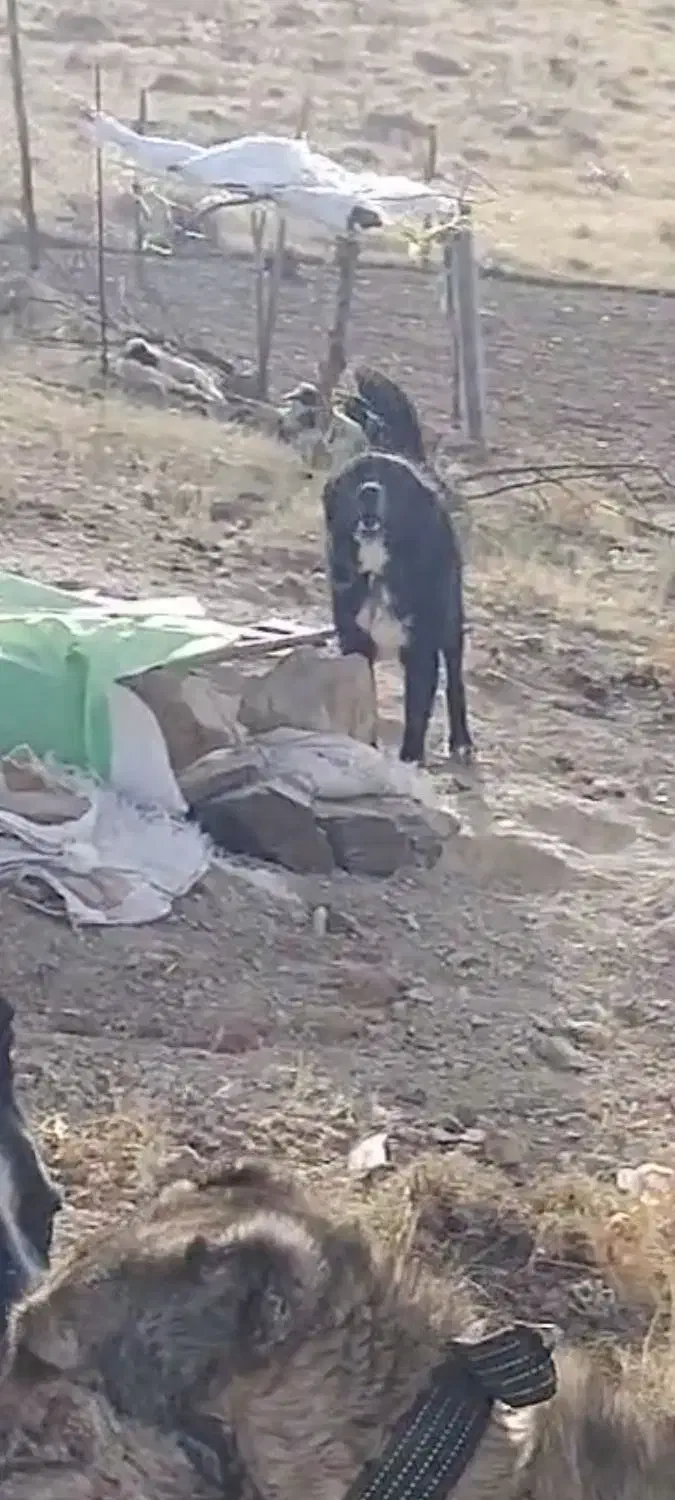 سگ گله درجه 1|سگ|گلپایگان, |دیوار