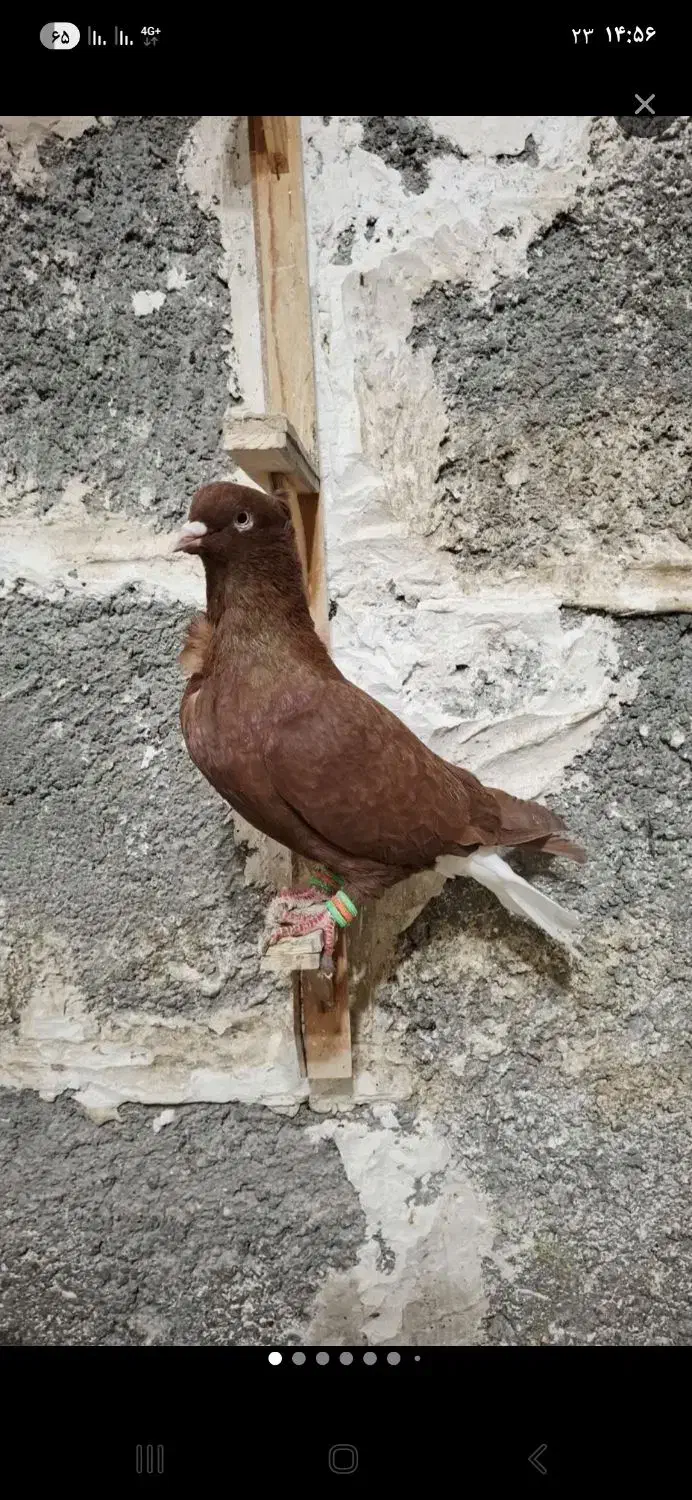 دم سفید کلاغ زرد سینه سرخ|پرنده|مشهد, کوشش|دیوار