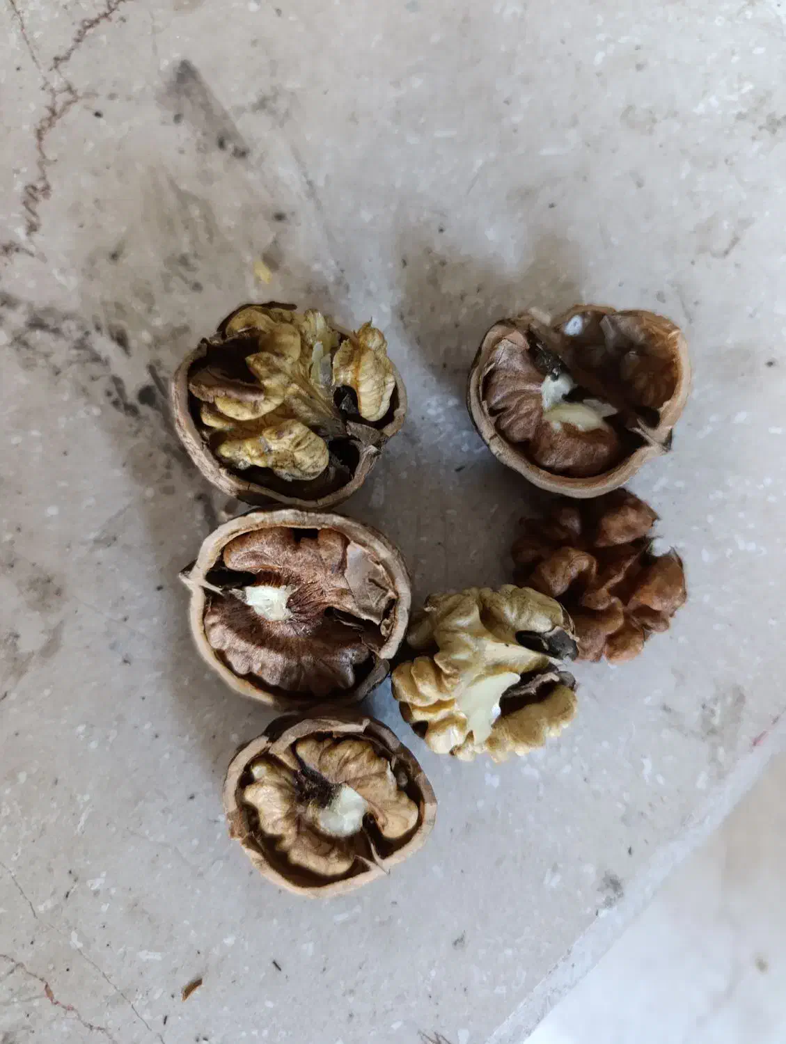 گردو روغنی|خوردنی و آشامیدنی|رشت, گیل|دیوار