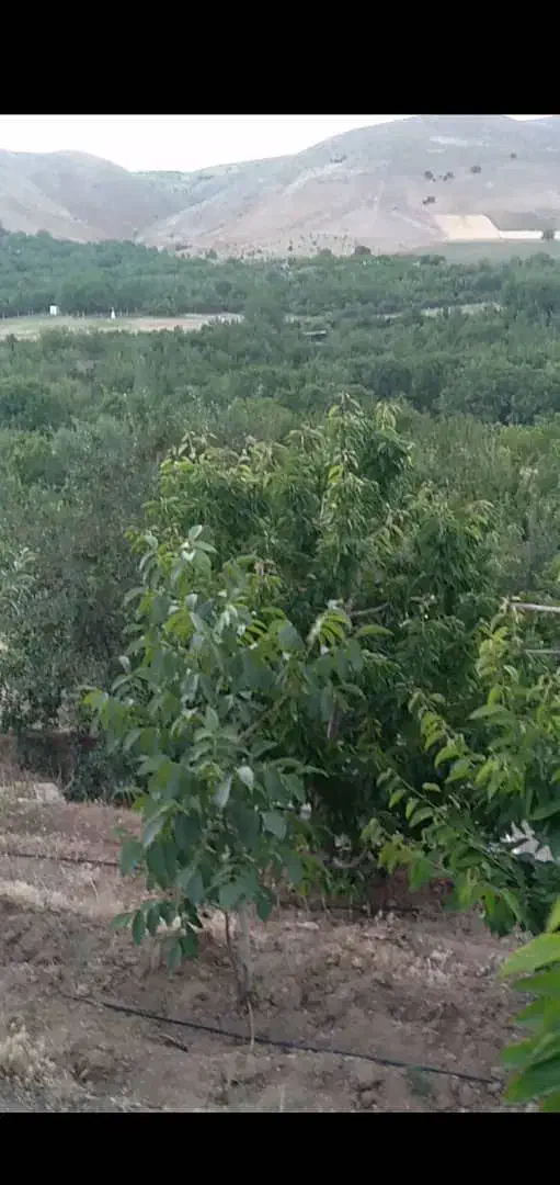 فروش باغ واقع در روستای سردهلق|فروش زمین و ملک کلنگی|صحنه, |دیوار