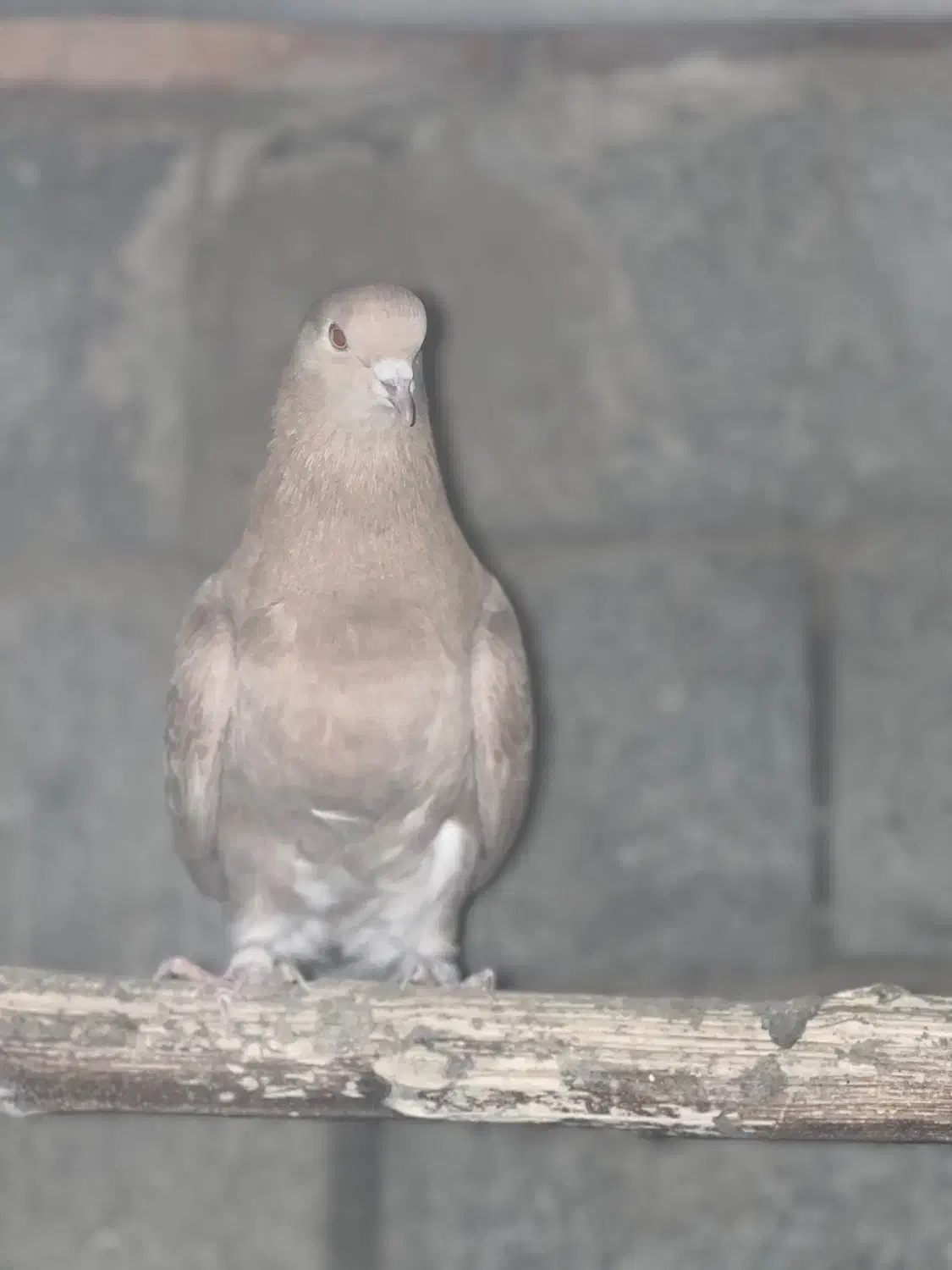 جفت کبوتر زرد پرشی|پرنده|نقده, |دیوار