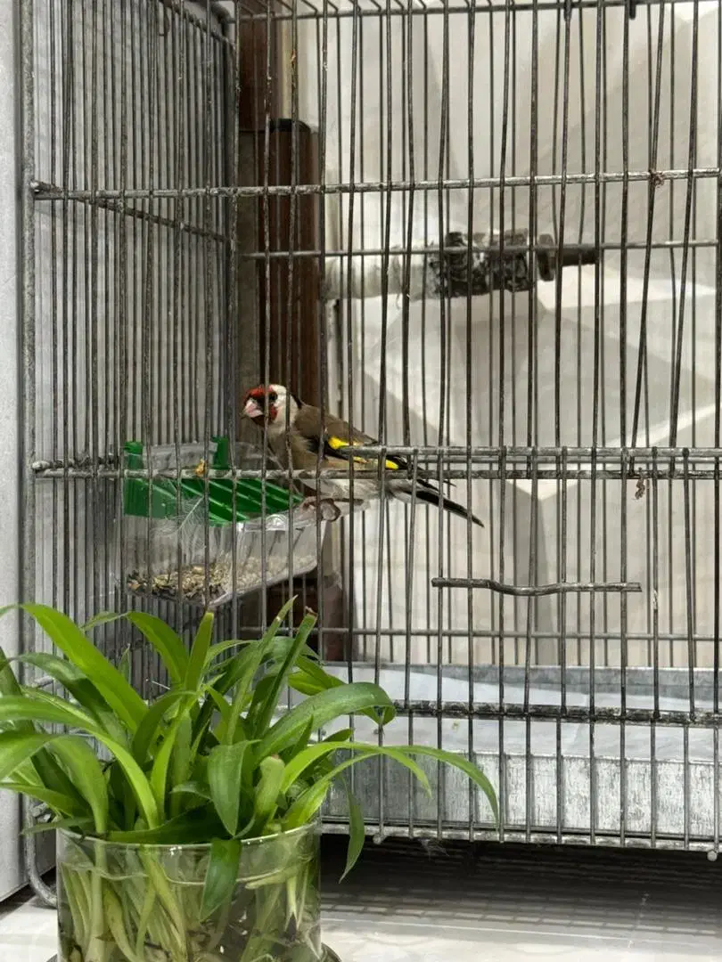 سهره|پرنده|ری, صفاییه (چشمه علی)|دیوار