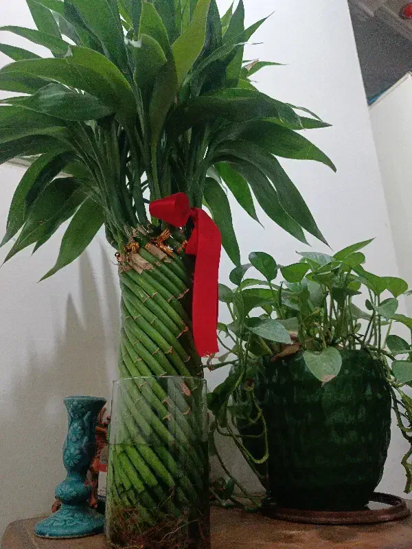 بامبو طبیعی|گل و گیاه طبیعی|مسجد سلیمان, |دیوار