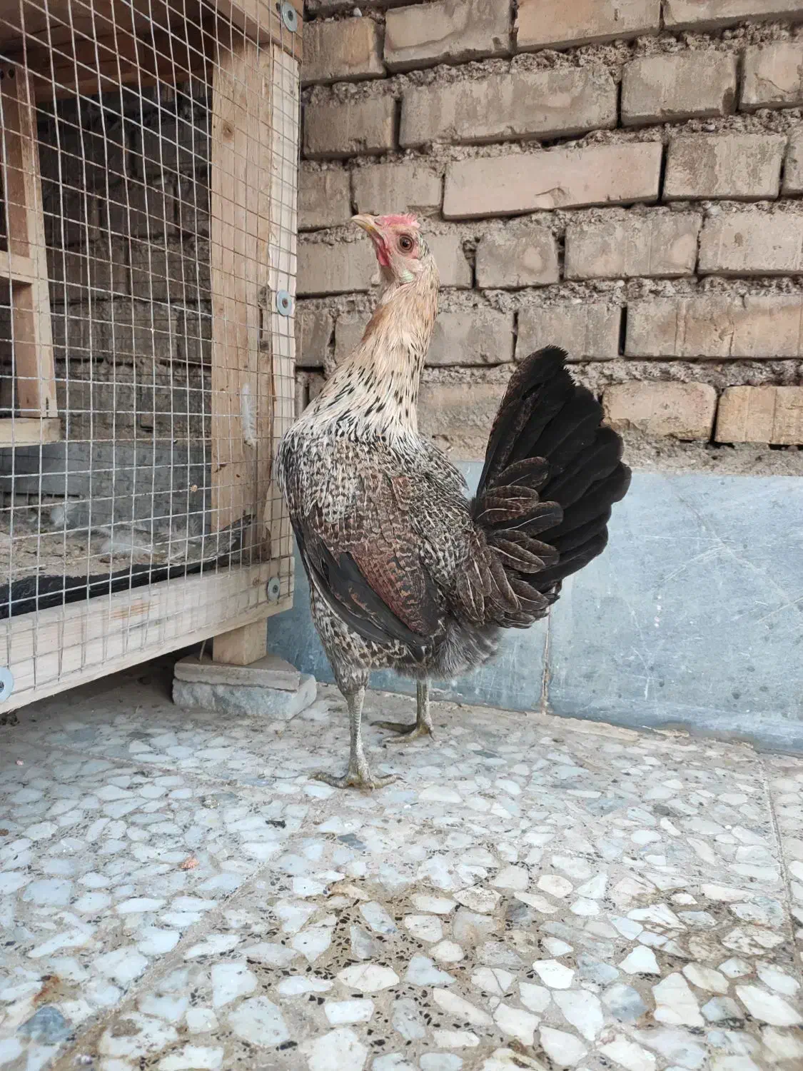 تخم مرغ نطفه دار|حیوانات مزرعه|اهواز, کوی آغاجاری|دیوار