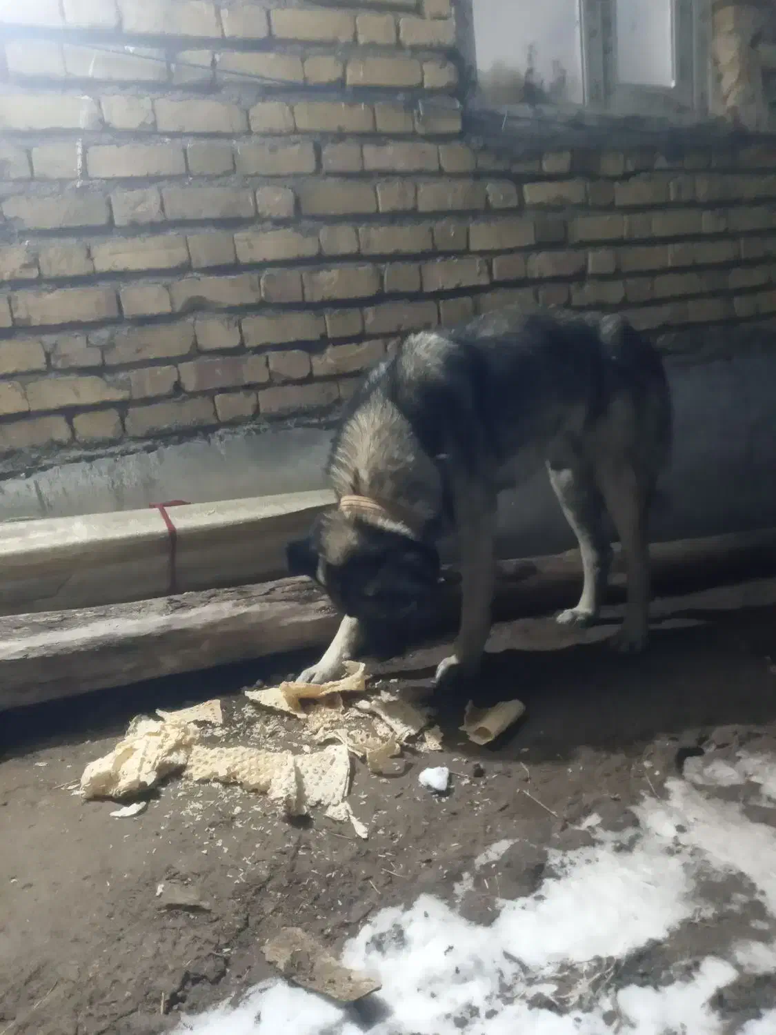 سگ گله|سگ|قره پشتلو, |دیوار