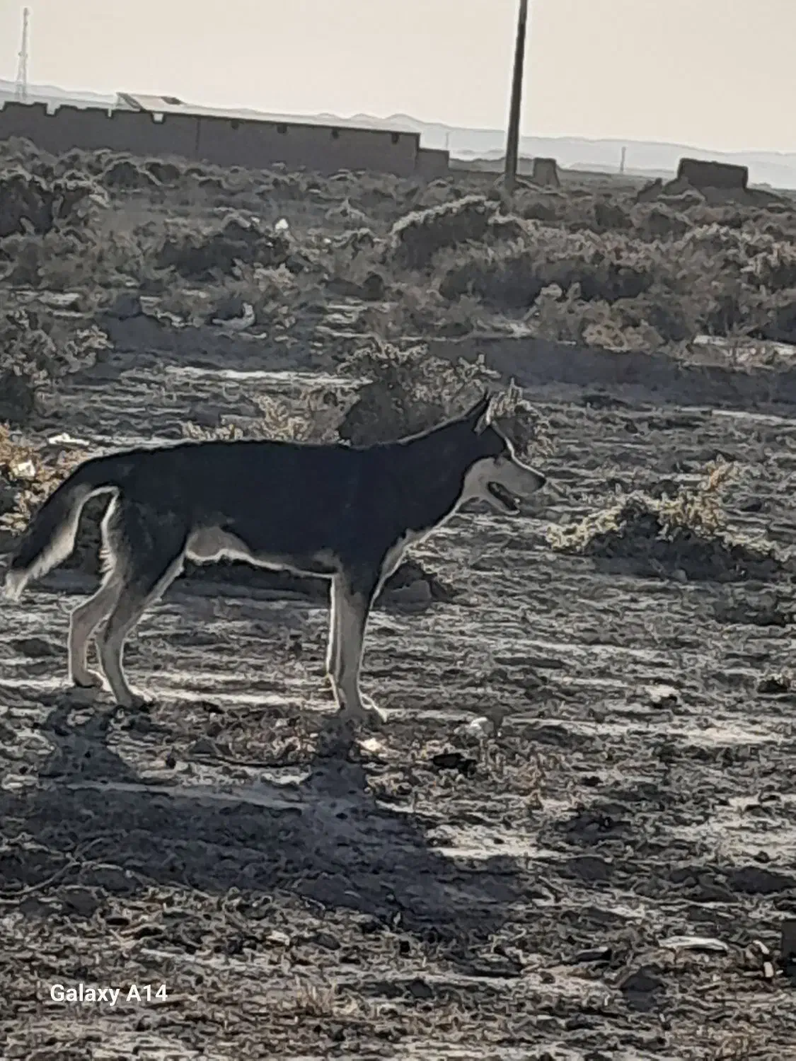 سگ هاسکی|سگ|سرولایت, |دیوار