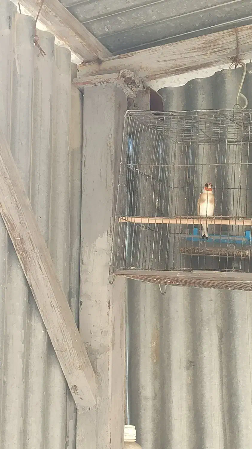 سهره نر|پرنده|سرپل ذهاب, |دیوار