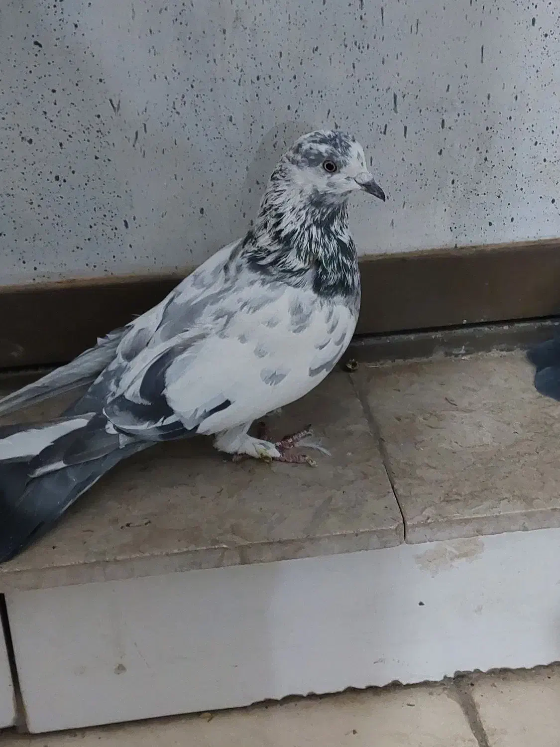 کبوتر طوقی|پرنده|شهرکرد, |دیوار