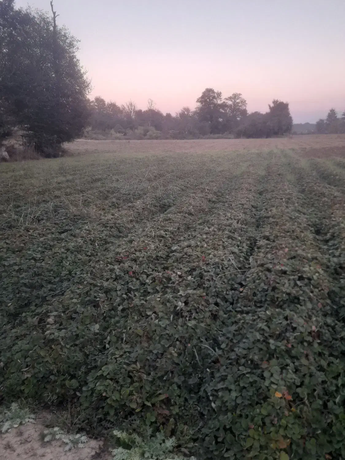 نهال سابرینا پر بار|گل و گیاه طبیعی|دلند, |دیوار