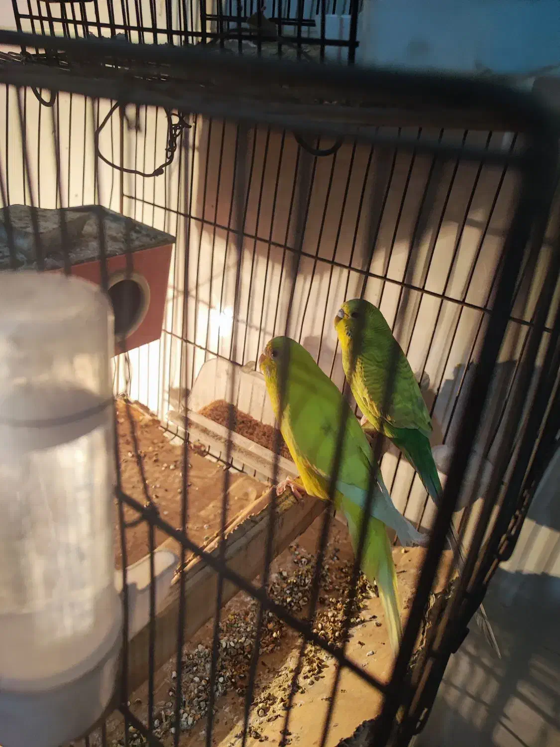 مرغ عشق جفت سلامت|پرنده|اسلام‌شهر, شهرک امام حسین (میان آباد)|دیوار