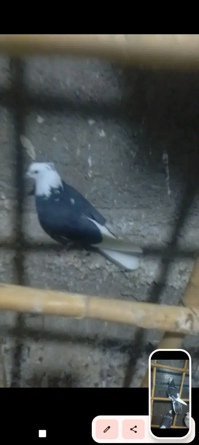 گمشده|حیوانات|سمنان, |دیوار