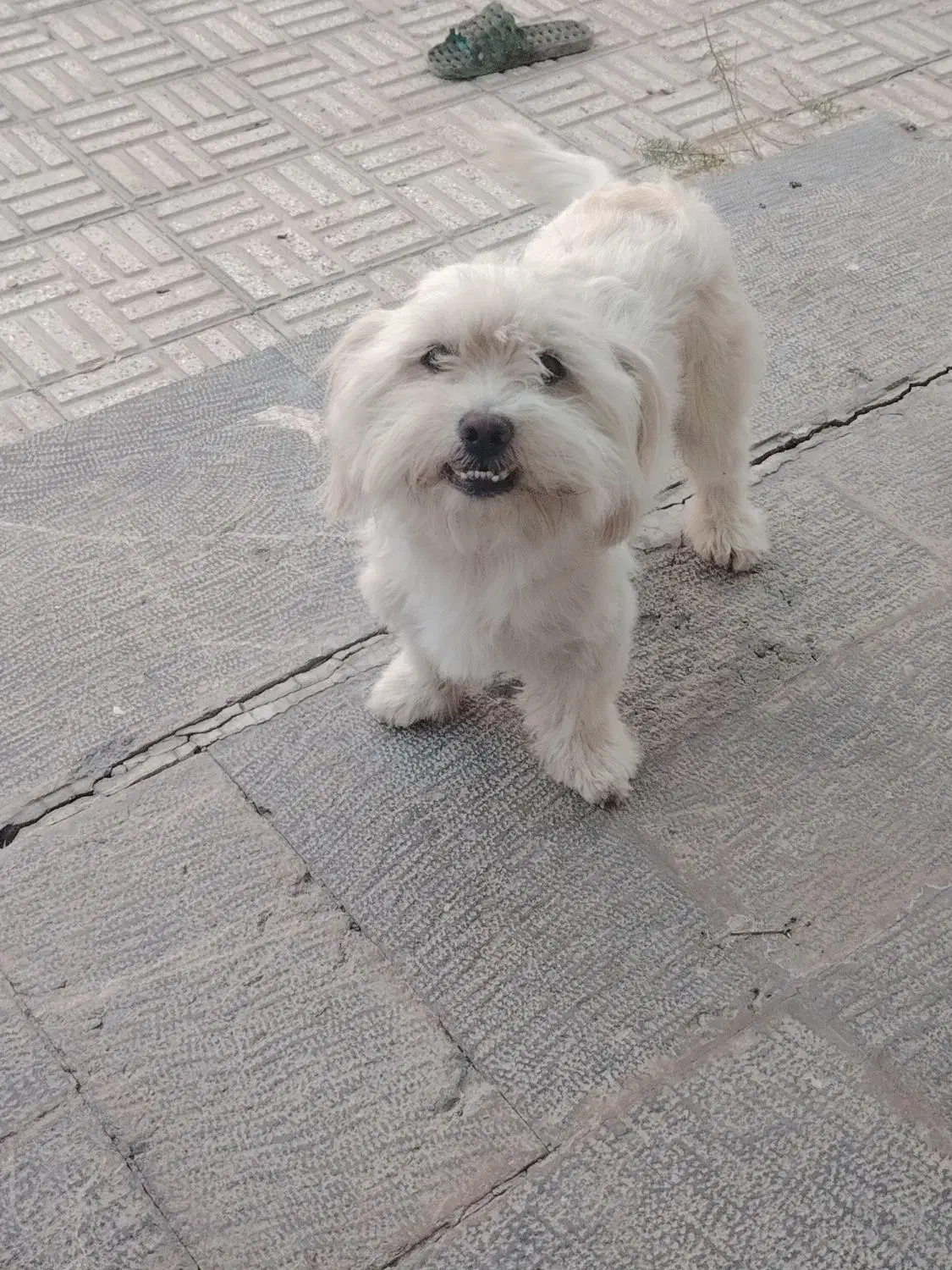 سگ نژادشیتزو|سگ|مبارکه, |دیوار