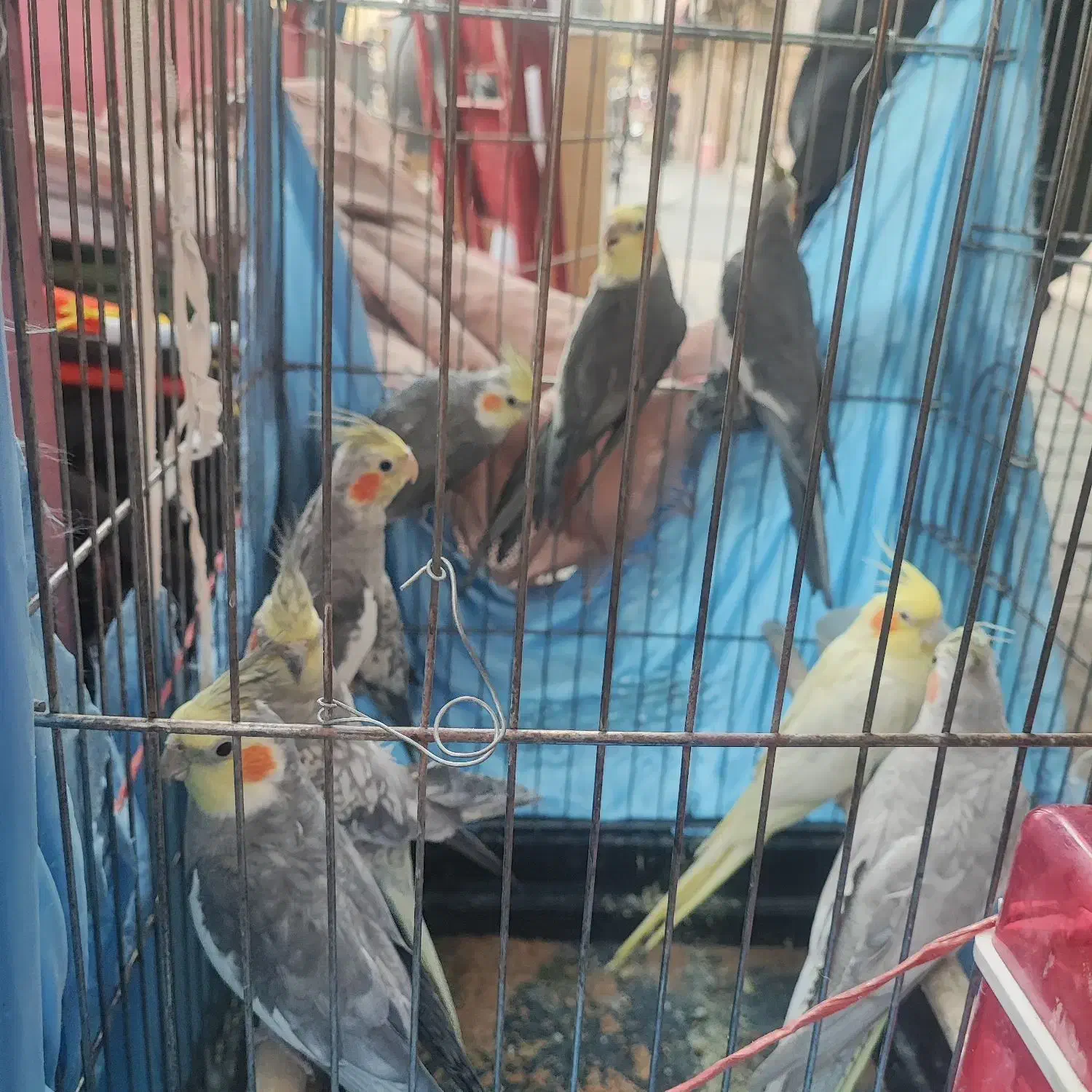 عروس هلندی|پرنده|تهران, جیحون|دیوار