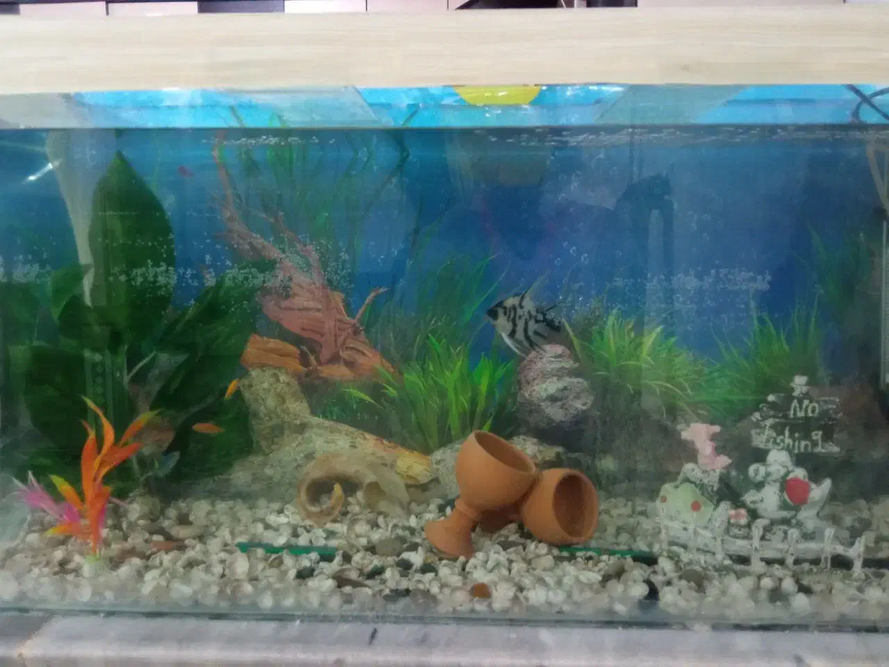 اکواریوم و ماهی|ماهی|تربت‌حیدریه, شهرک ولیعصر|دیوار