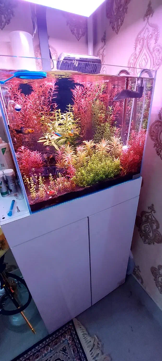 اکواریوم ریملس|ماهی|ری, ظهیرآباد|دیوار