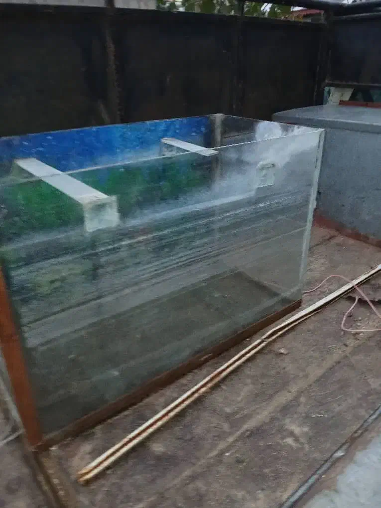 آکواریوم سالم فقط شستشو نشده درعکس|ماهی|لاهیجان, بازکیاگوراب|دیوار