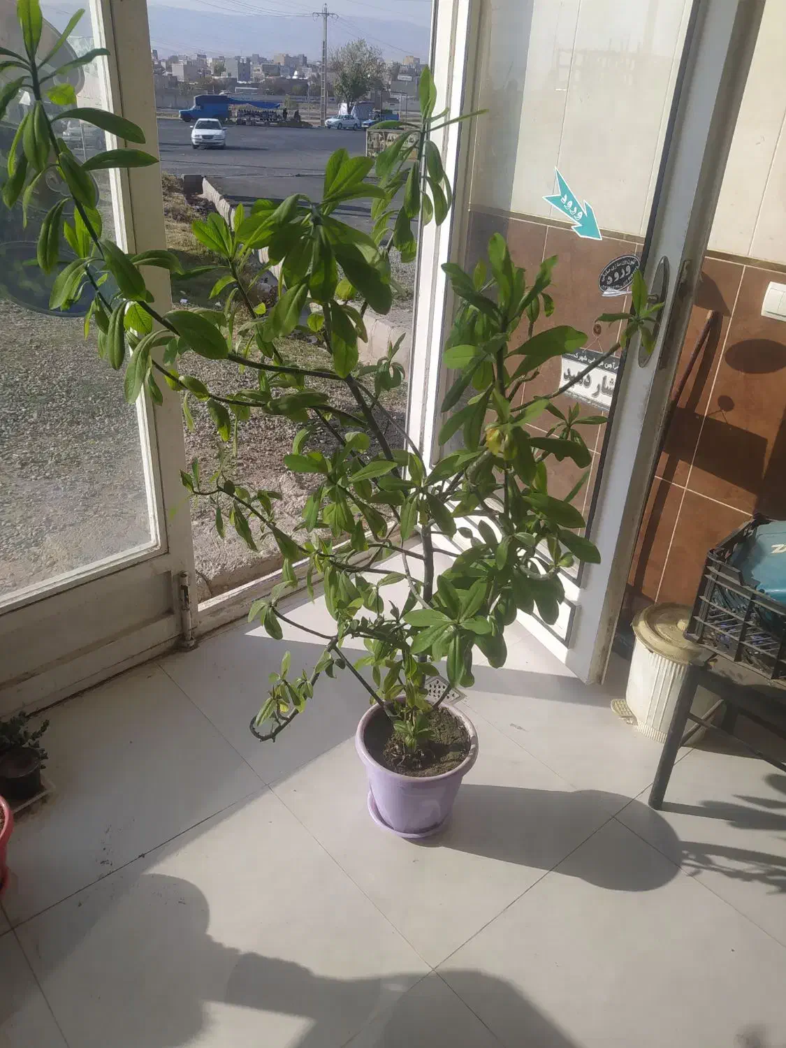 گل طبیعی وکاکتوس|گل و گیاه طبیعی|اهر, |دیوار