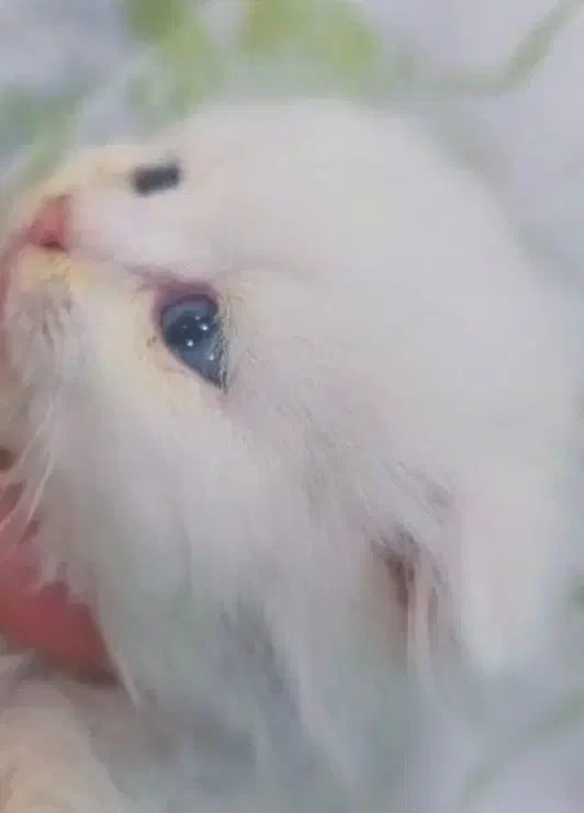 گربه اسکاتیش وبریتیش|گربه|رشت, کوی حسینی|دیوار