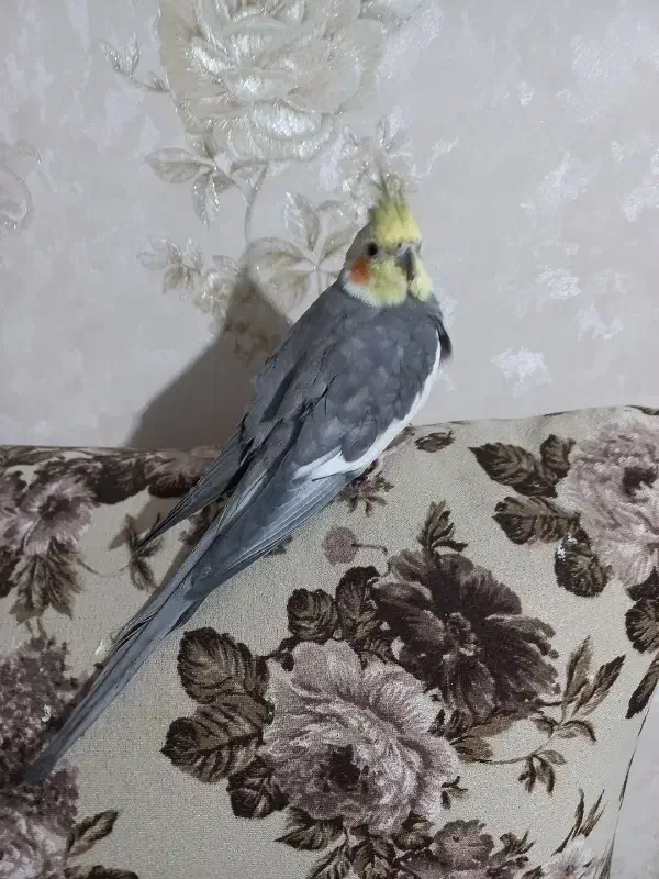 عروس هلندی|پرنده|کرج, حصارک بالا|دیوار