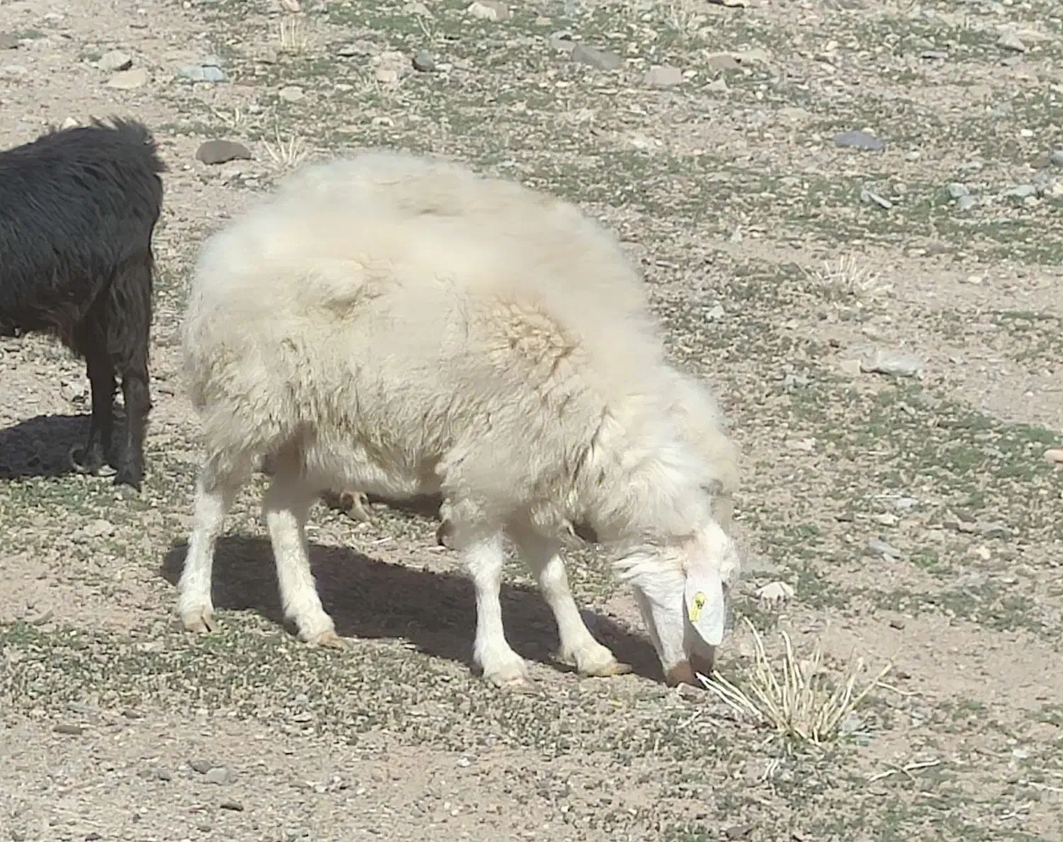 جفت میش‌|حیوانات مزرعه|سده (خراسان جنوبی), |دیوار