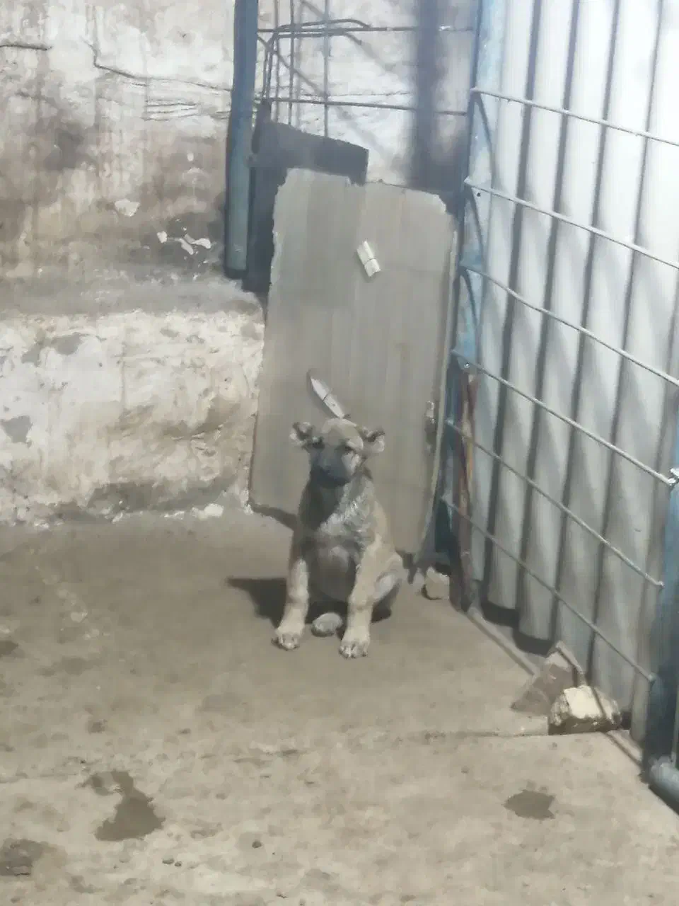 واگذاری توله سرابی|سگ|مشهد, کوی پلیس|دیوار