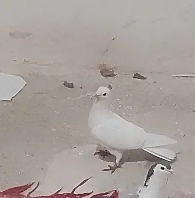 دمگیر سفید نر دولا|پرنده|اصفهان, خوراسگان|دیوار