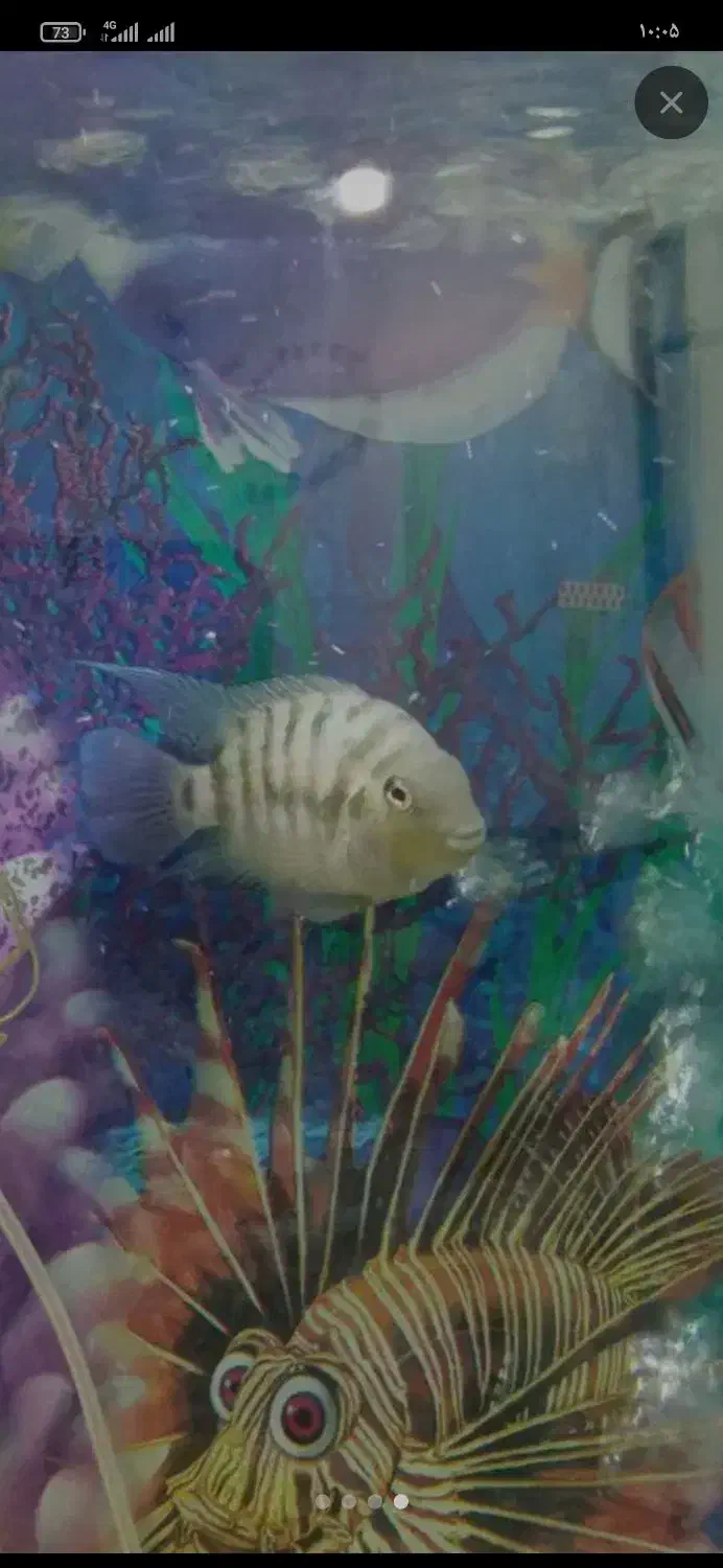 ماهی آکواریومی|ماهی|زابل, |دیوار