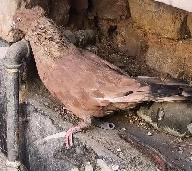 کله آبادانی گلالی|پرنده|بندر دیر, |دیوار