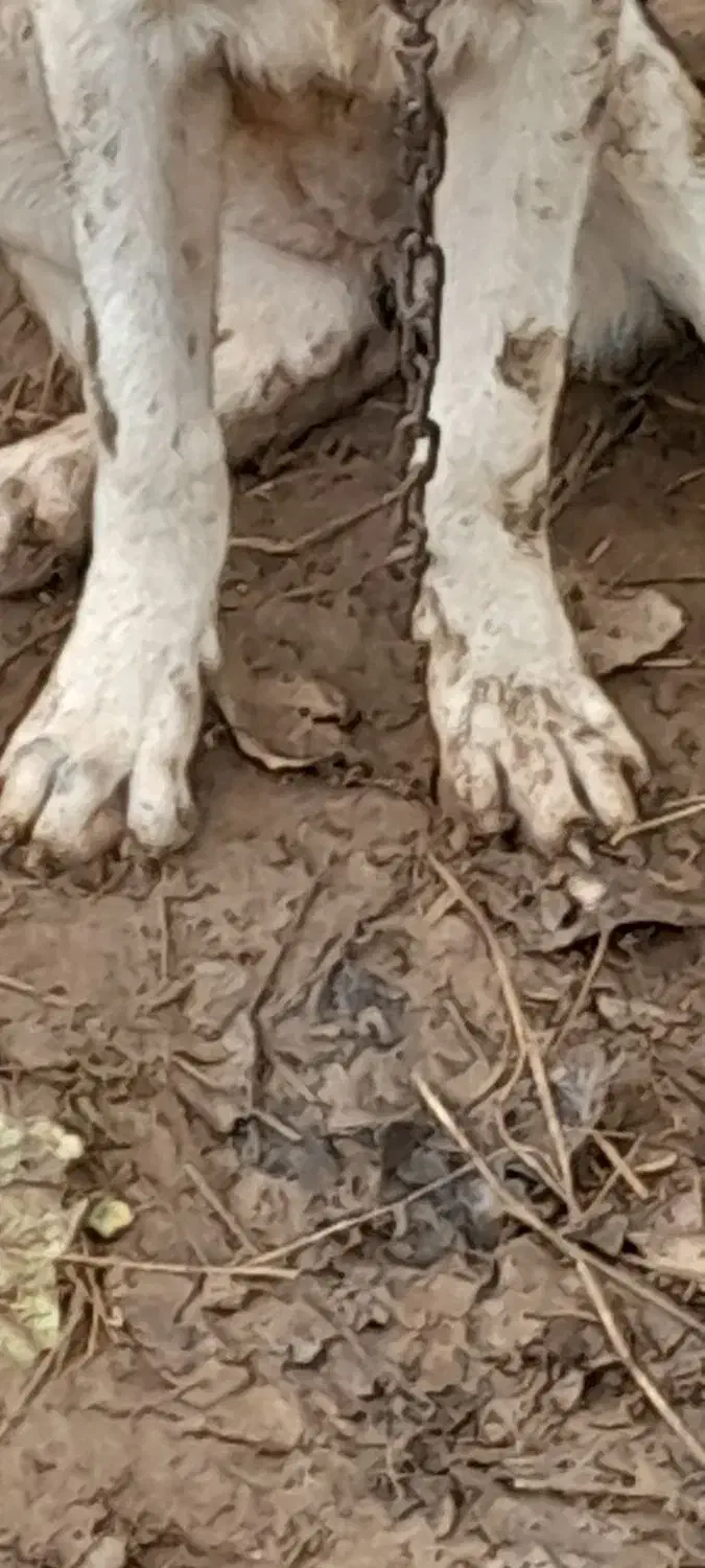 سراب افغان|سگ|رشت, یخسازی|دیوار