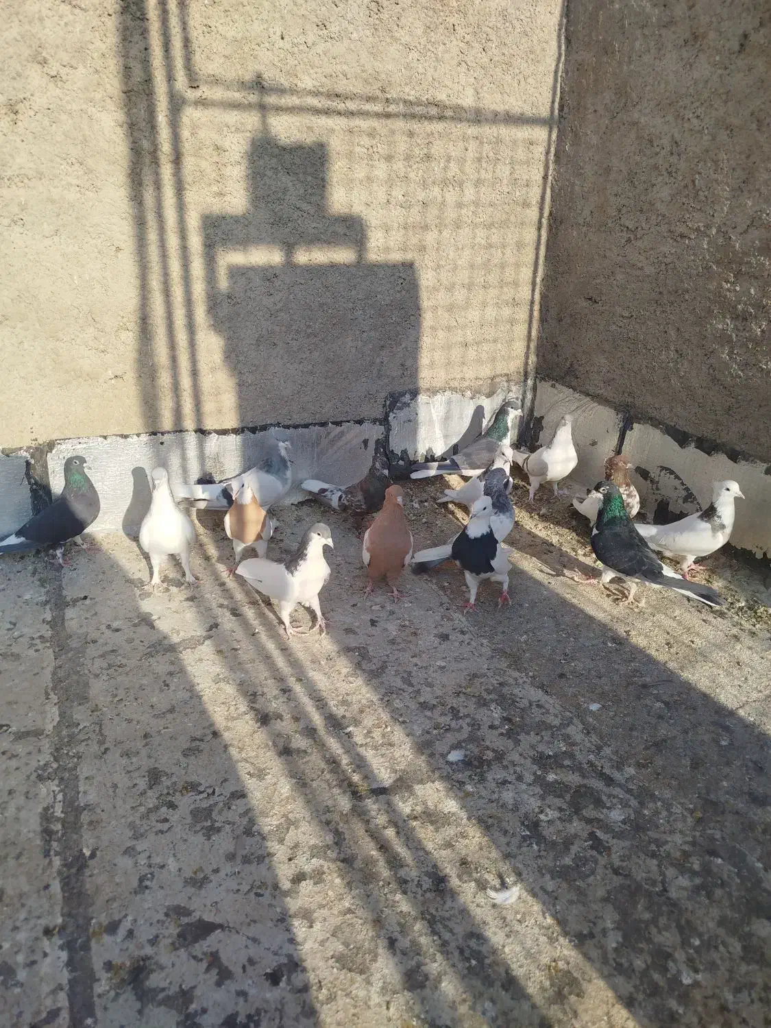 15 تا هست بهبهانی|پرنده|شیراز, سلطان آباد|دیوار