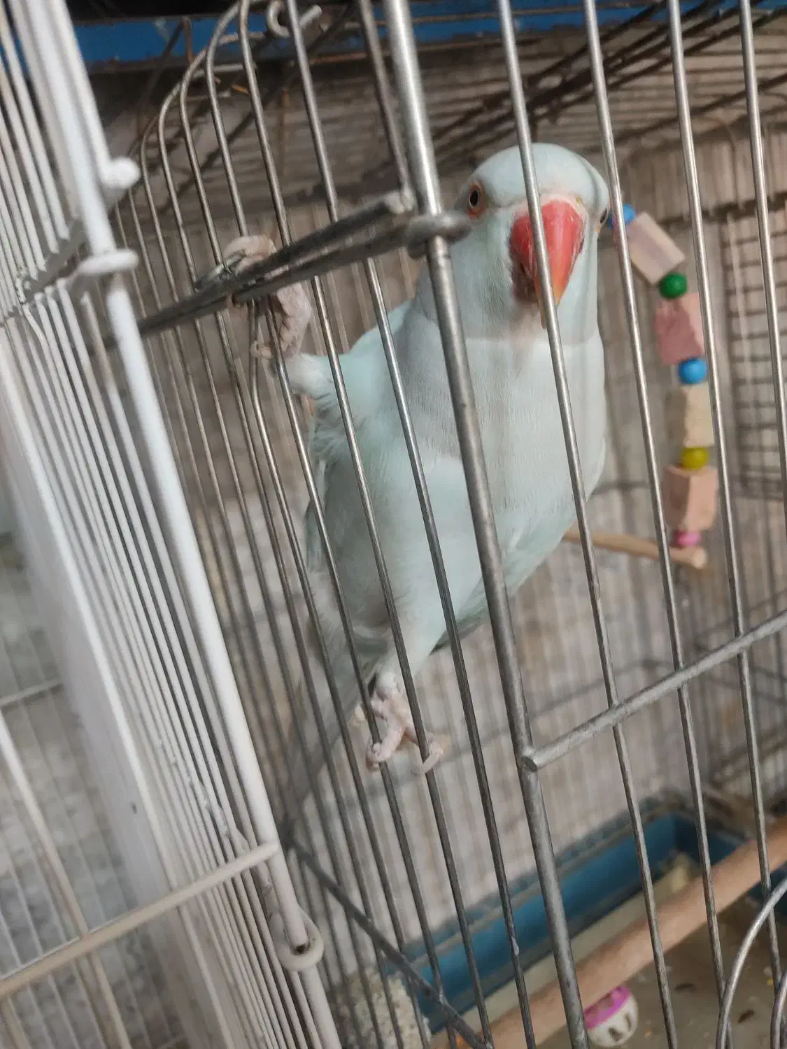 طوطی ملنگو اوپال آبی ماده مست با تست|پرنده|خاوران, |دیوار